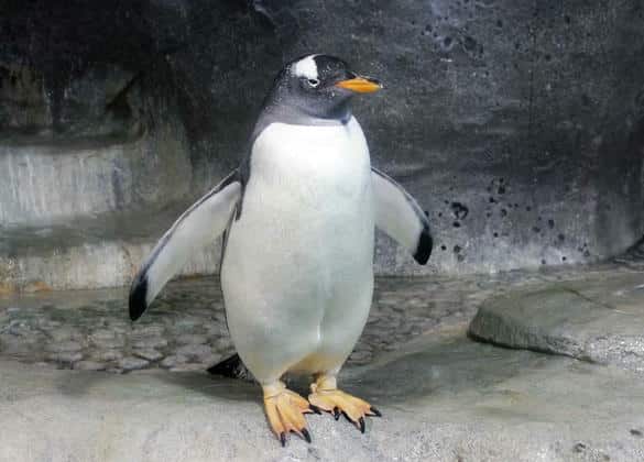 動物図鑑・ジェンツーペンギン